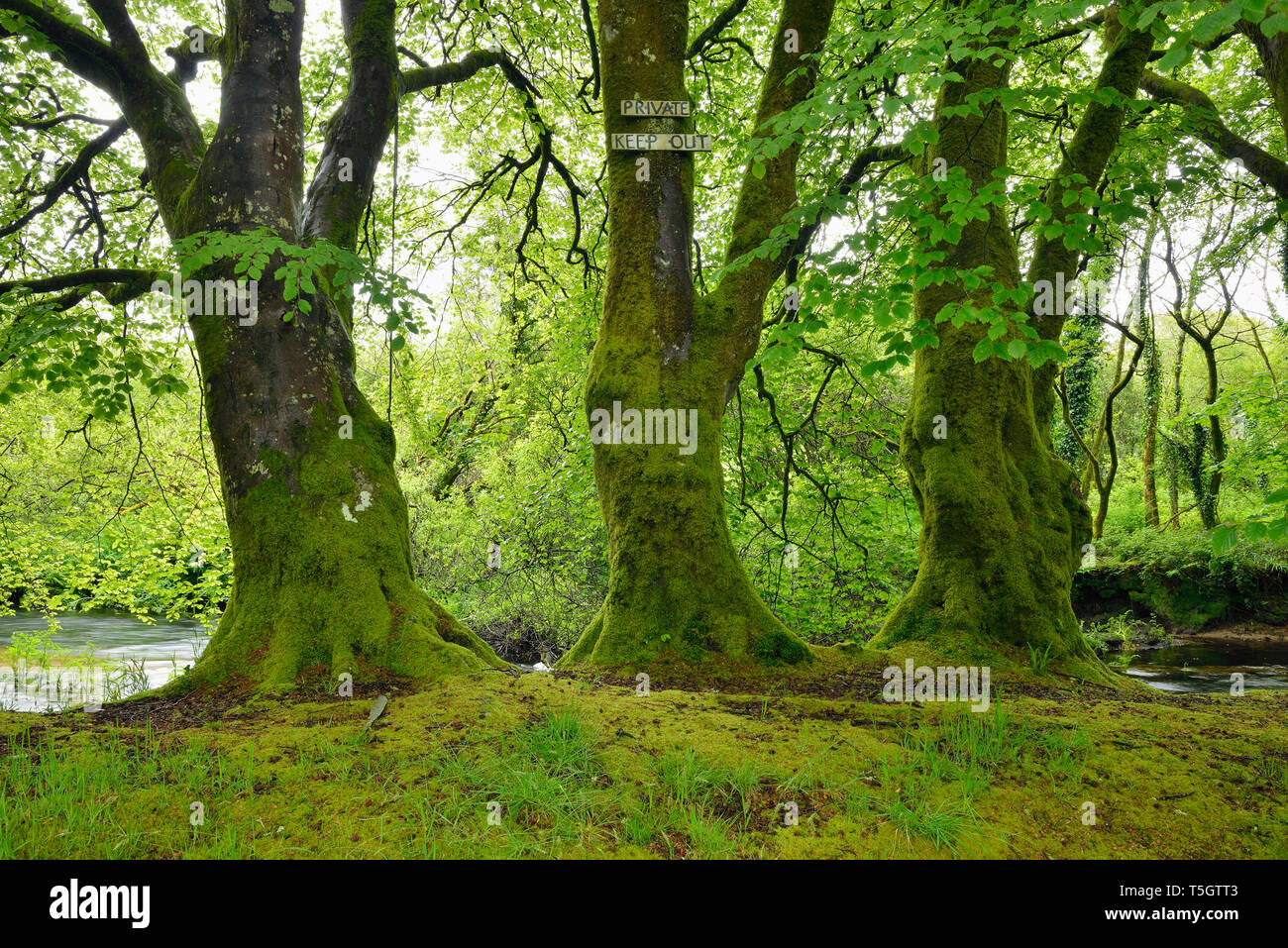 Les arbres avec la propriété privée signe, River Fowey, près de Liskeard, Cornwall, Angleterre Banque D'Images