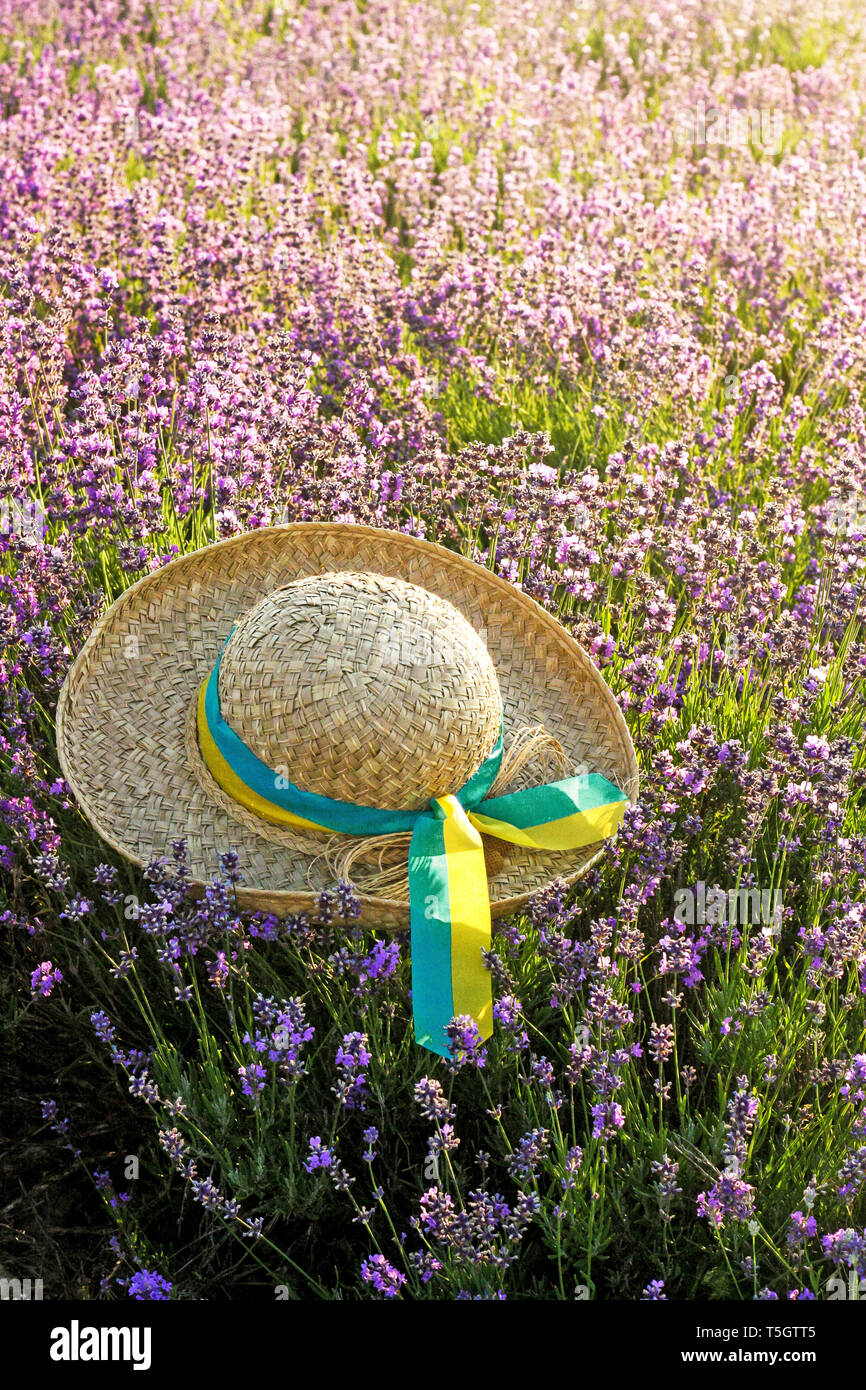 Woman's hat in lavender field d'été au coucher du soleil Banque D'Images