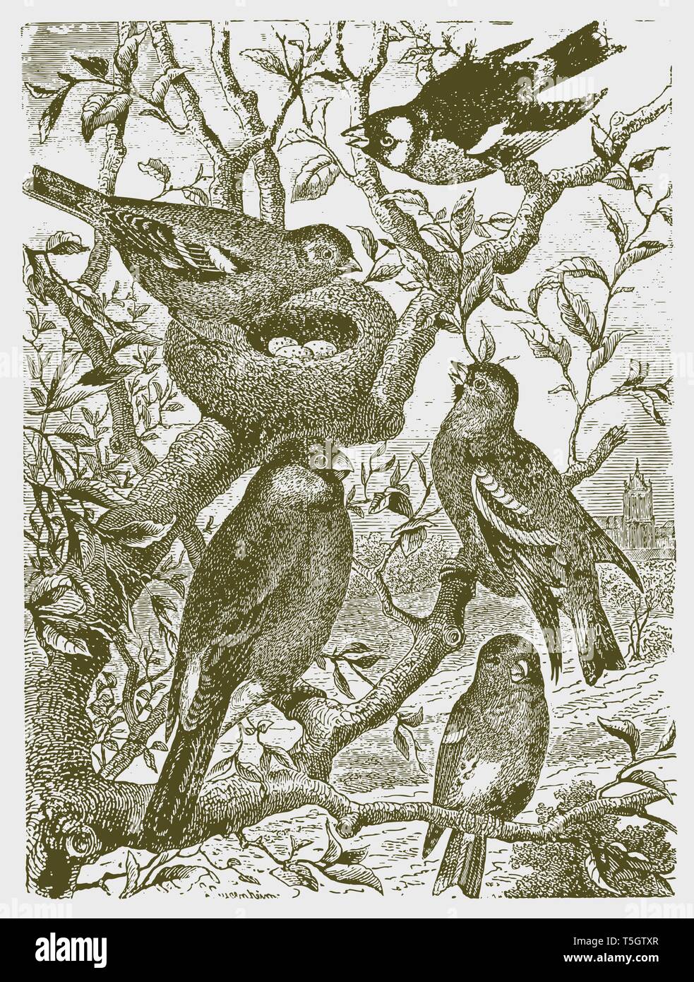 Cinq différents types d'oiseaux assis sur un arbre autour d'un nid avec des oeufs. Après une gravure d'illustration historique du 19ème siècle Illustration de Vecteur