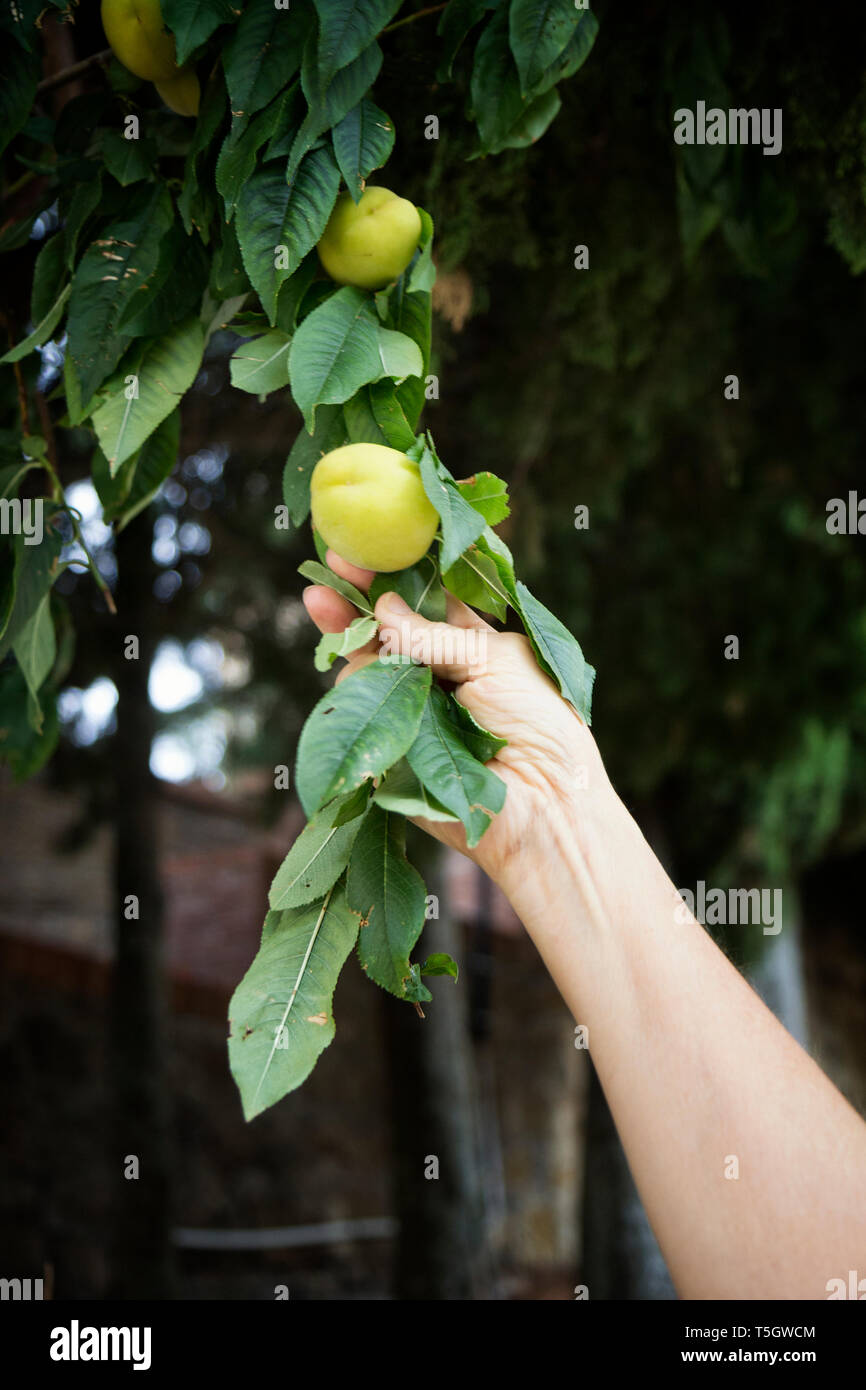 L'Italie, la Sicile, les abricots sur un arbre, fruit non mûr Banque D'Images