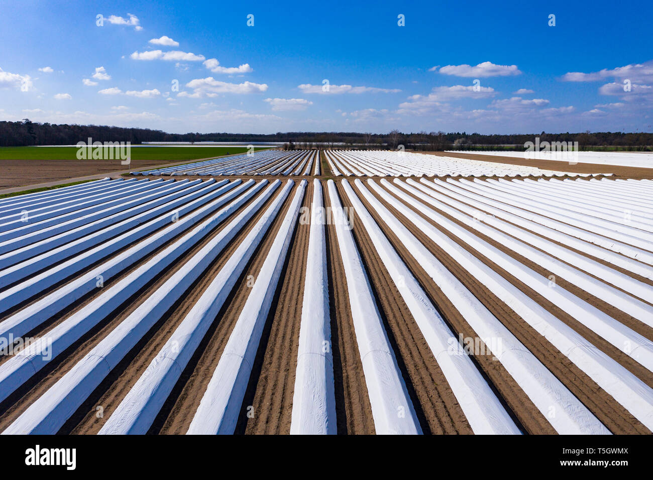 Allemagne, Hesse, vue aérienne du champ d'asperges avec avion blanc Banque D'Images