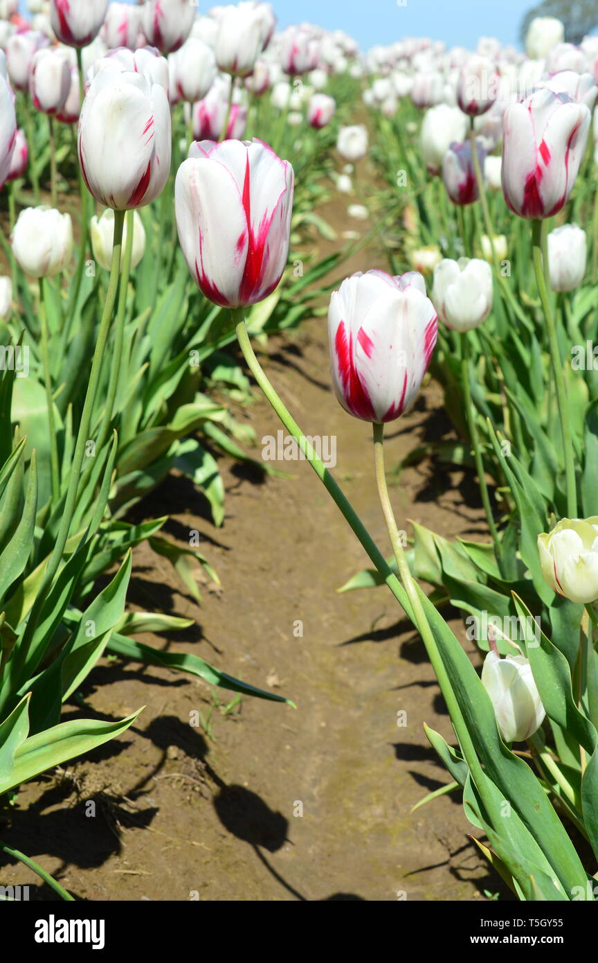 Rose et blanc hybride mixte de sabots de bois à tulipes Tulip Festival à Woodburn Oregon Banque D'Images