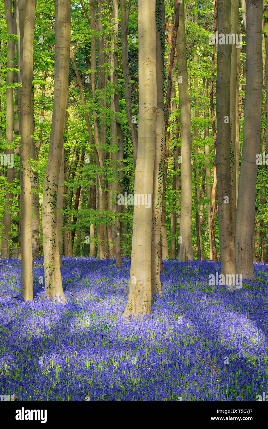 Bluebell flowers dans une forêt de feuillus au début du printemps, Hallerbos, Flandre orientale, Belgique Banque D'Images