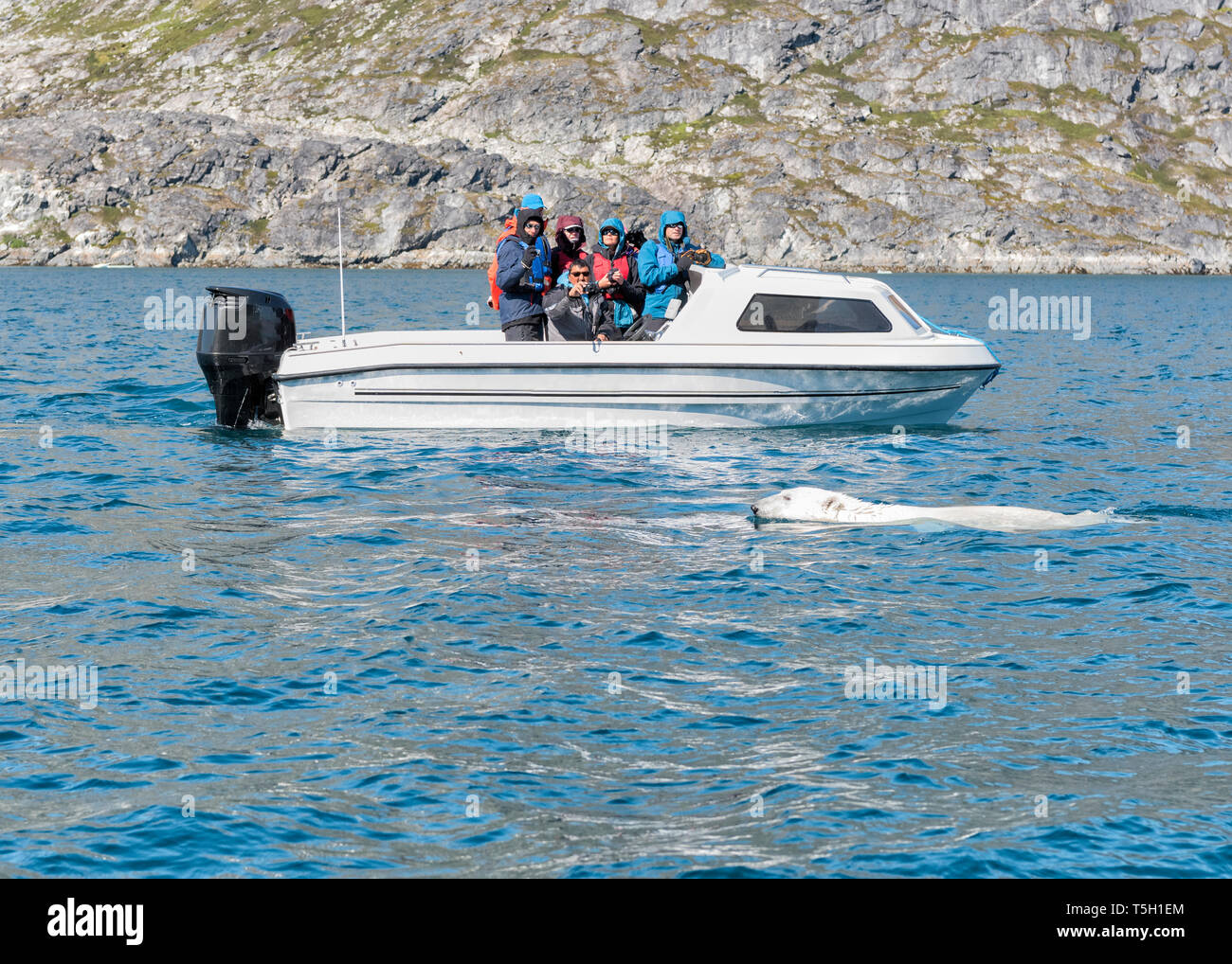 Le Groenland, Sermersooq, Kulusuk, Fjord Ikateq, les gens sur le bateau à regarder l'ours polaire Banque D'Images