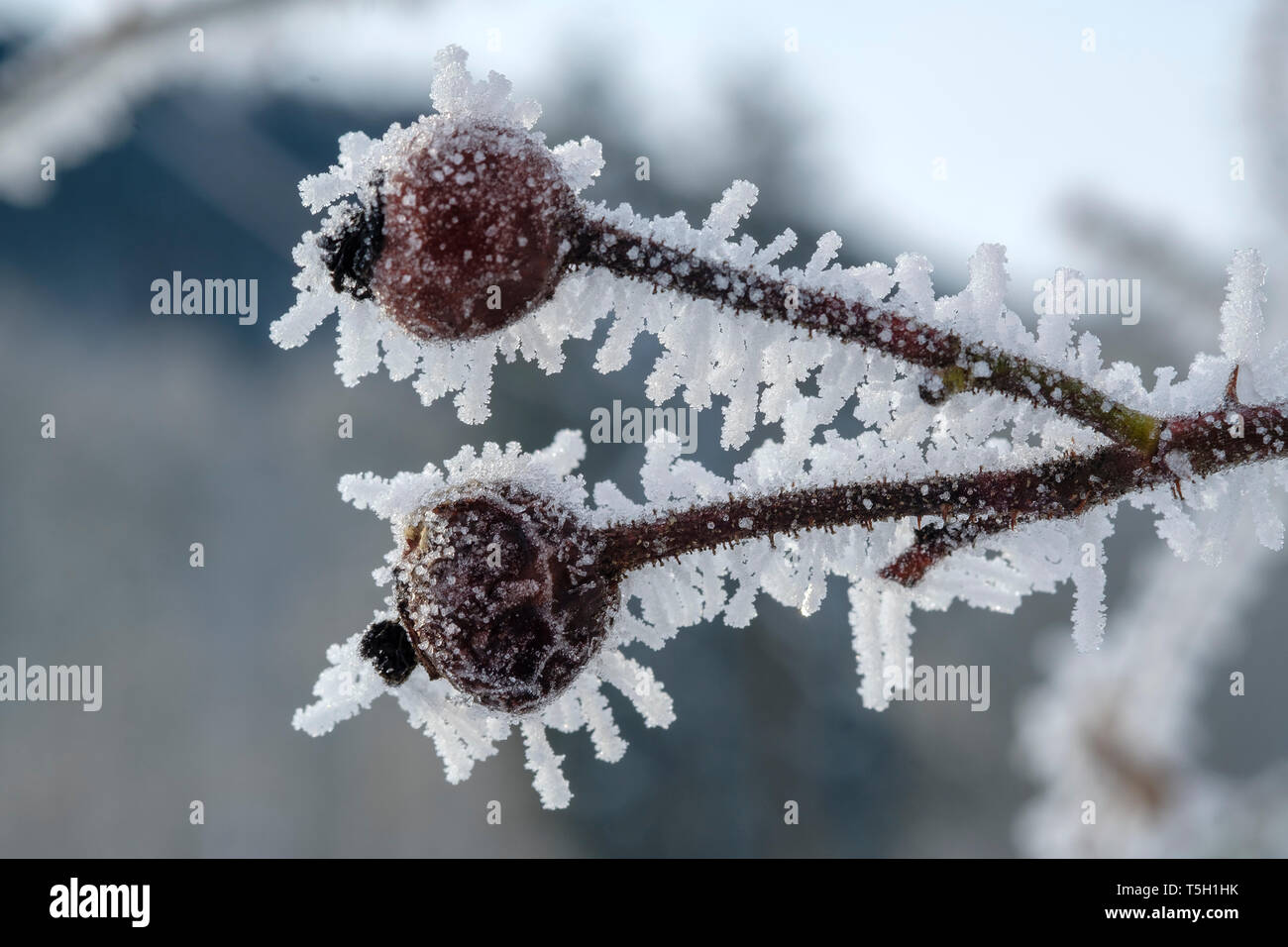 Cynorhodon, fruits en hiver, le gel-couverts Banque D'Images