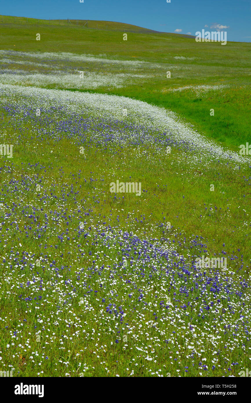 Champ de fleurs sauvages, Spring Lake Recreation Area, Californie Banque D'Images