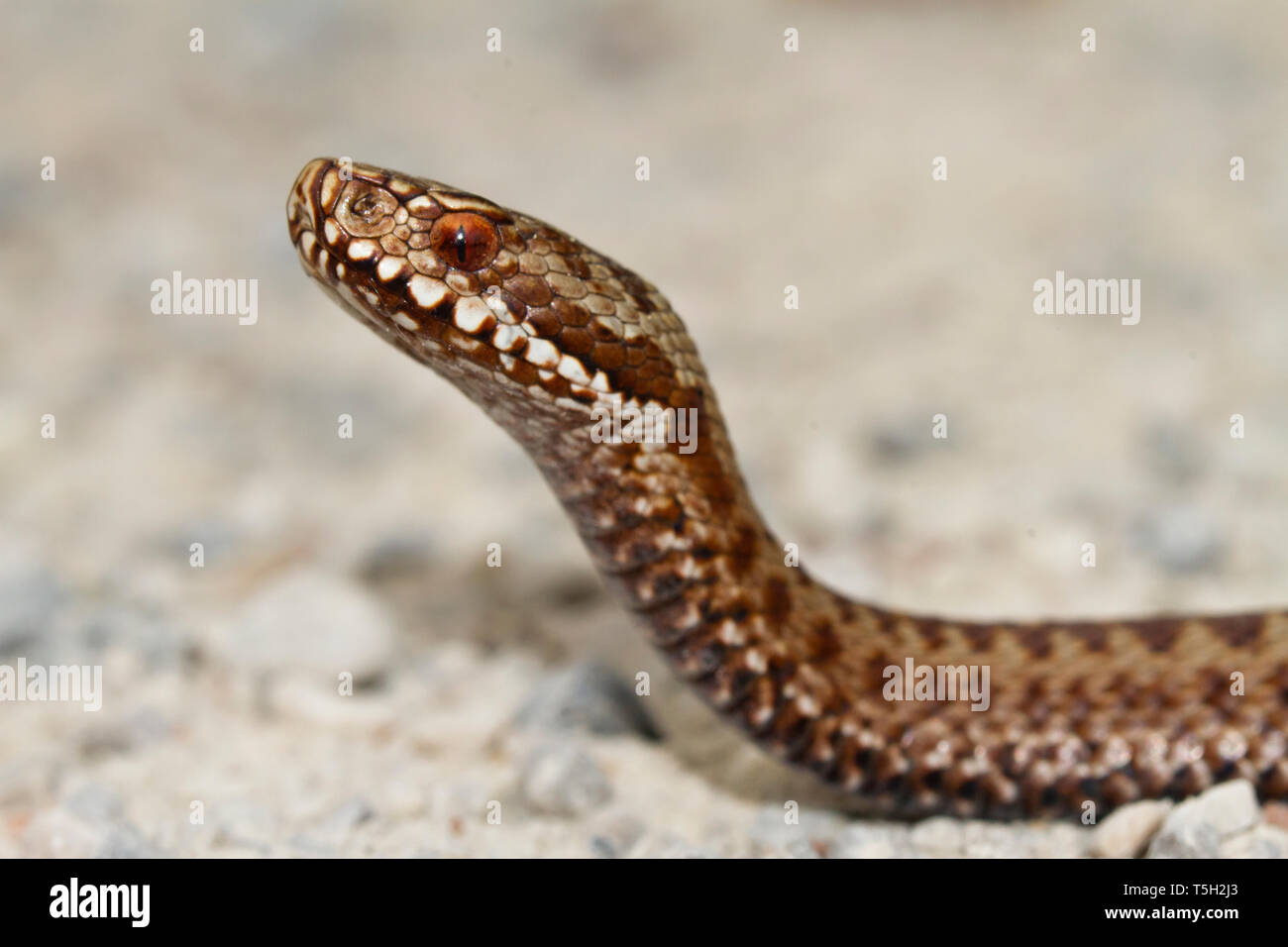 Viper commun, Vipera berus Banque D'Images