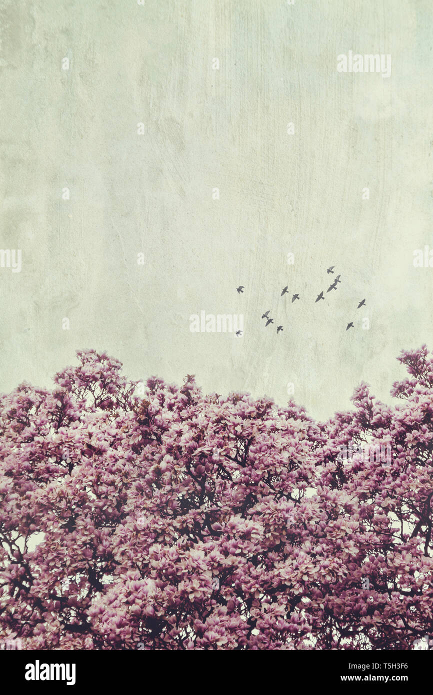 Magnolia arbre floraison et les oiseaux en plein vol, l'effet de texture Banque D'Images
