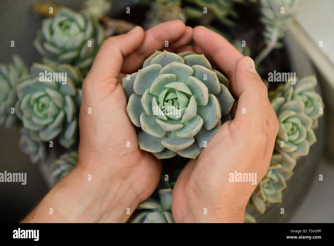 Man's hands holding snow ball mexicain Banque D'Images