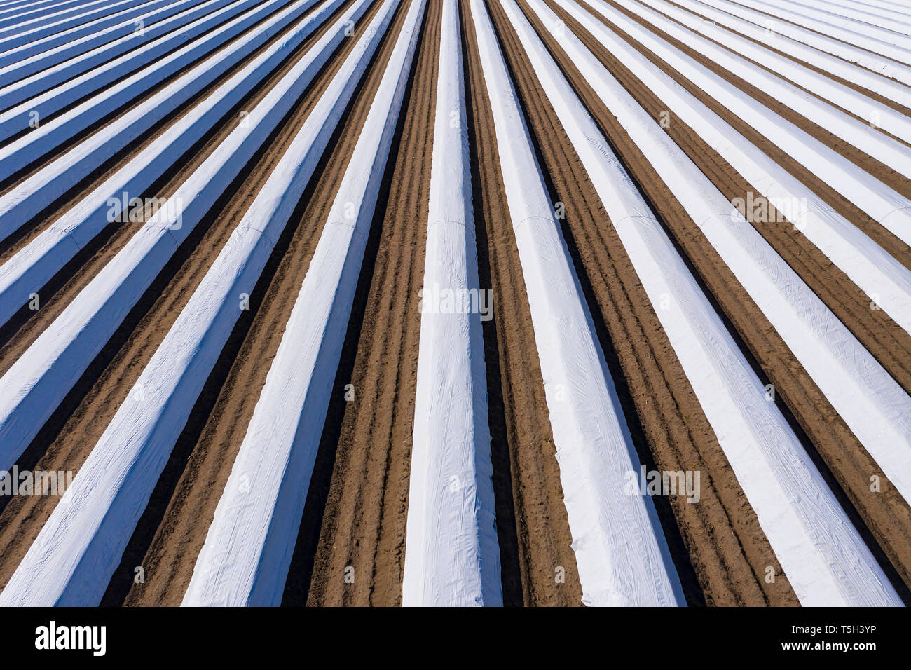 Allemagne, Hesse, vue aérienne du champ d'asperges avec avion blanc Banque D'Images