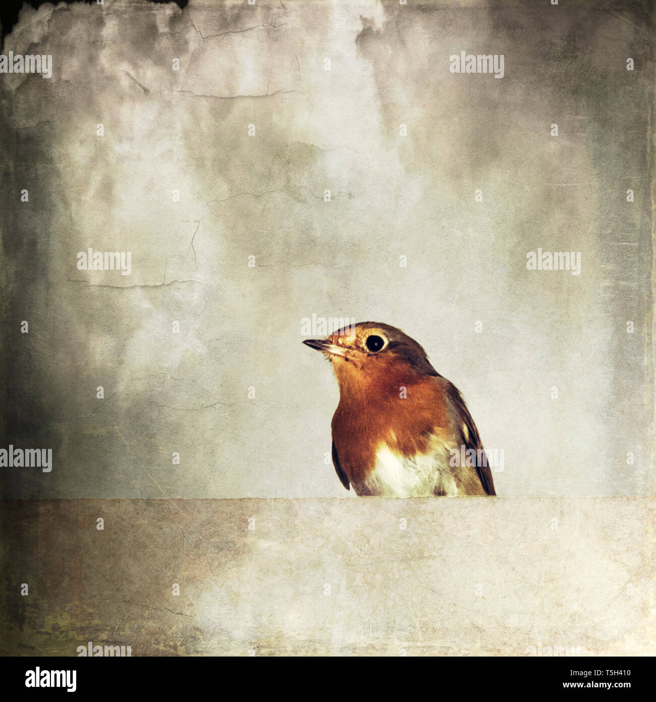 Robin redbreast, Erithacus rubecula aux abords, assis sur le mur, effet de texture Banque D'Images