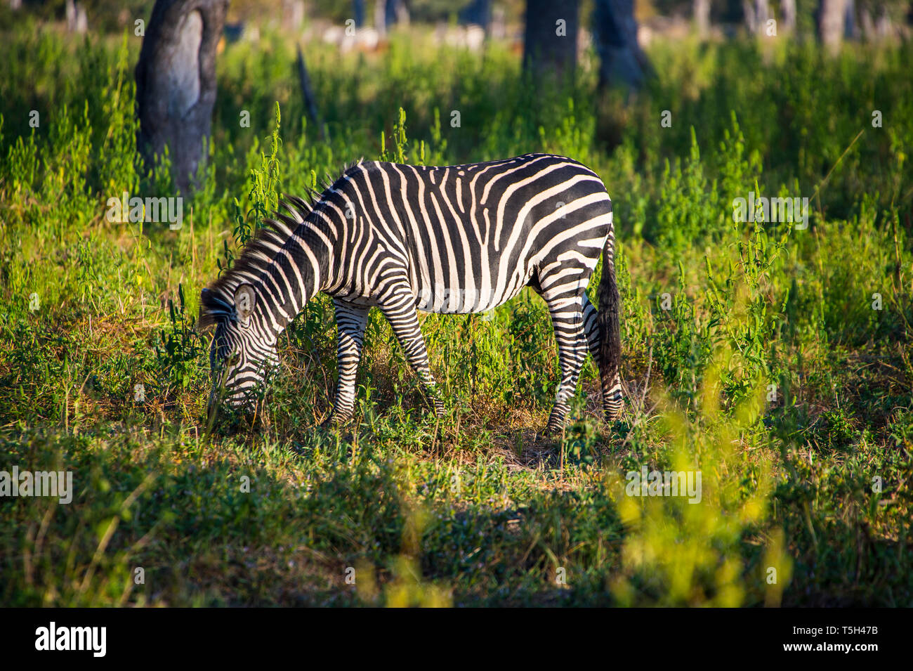 La Zambie, le parc national de South Luangwa, Zebra Banque D'Images La Zambie, le parc national de South Luangwa, Zebra Banque D'Images