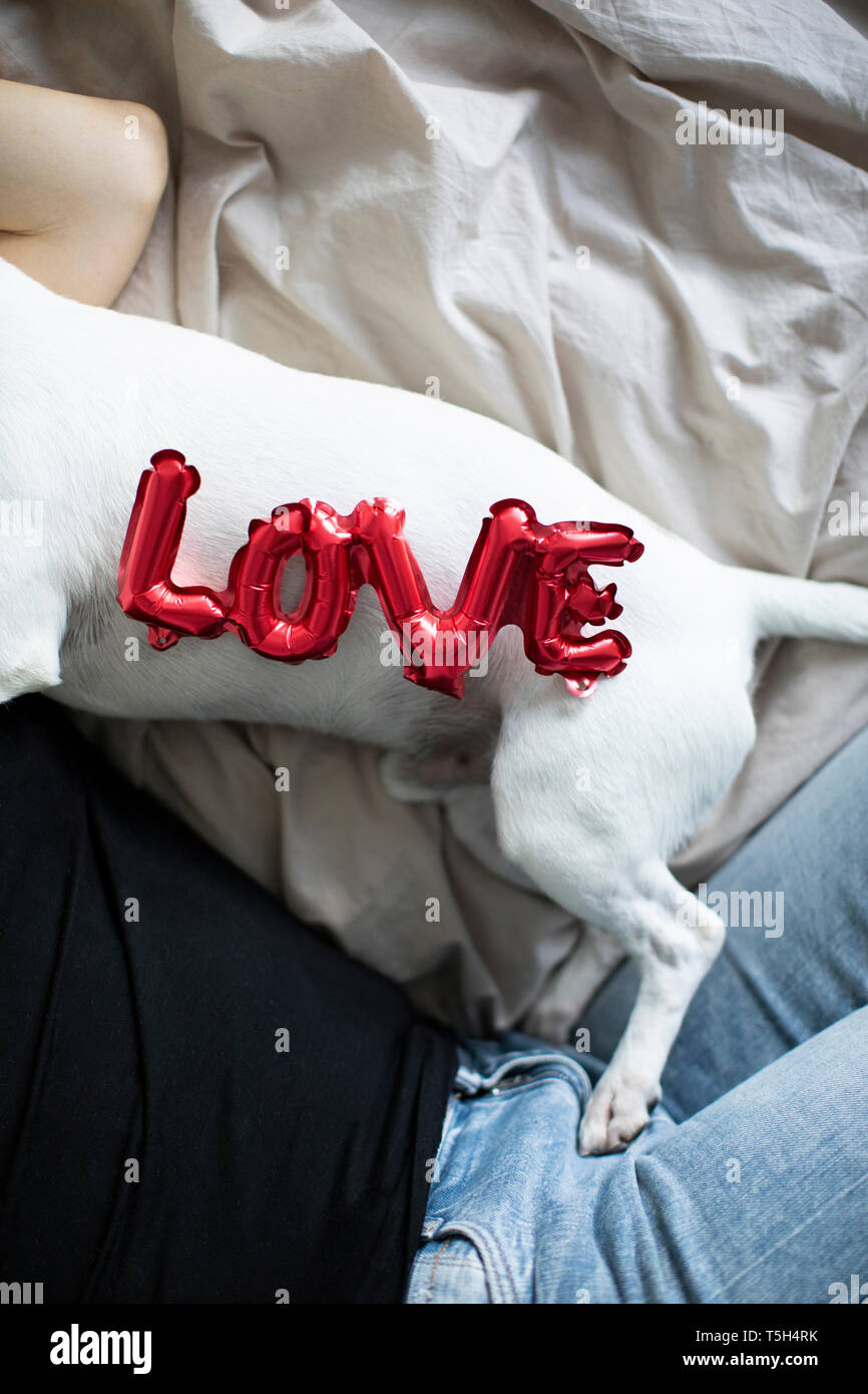 Woman and dog on bed with love foil balloon Banque D'Images