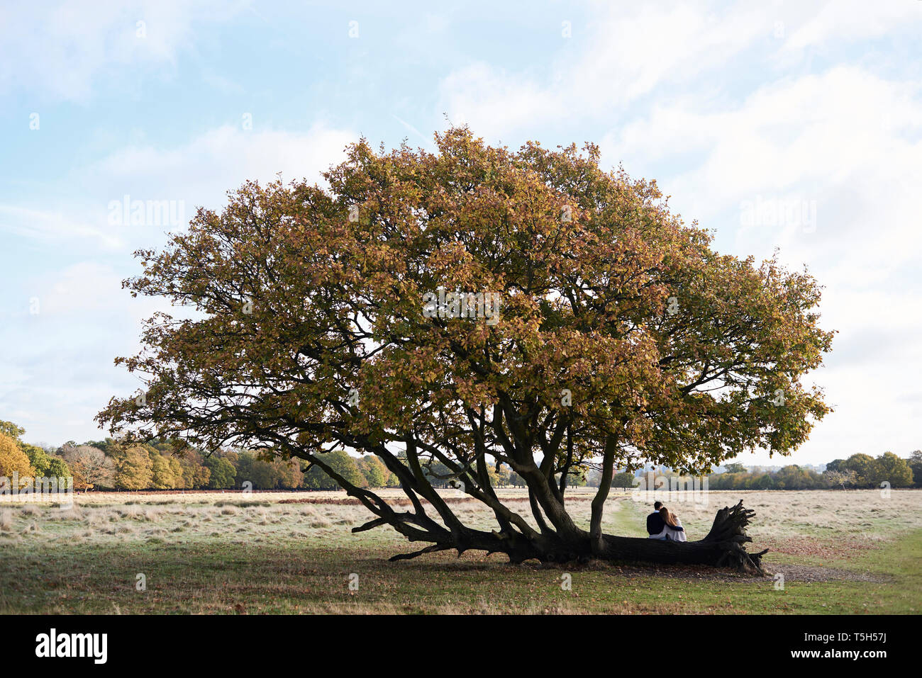 Vue arrière du couple sur tronc d'arbre dans un parc Banque D'Images