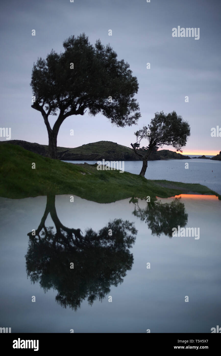 L'Espagne, Cadaques, Costa Brava, de l'eau reflet d'arbres à l'aube Banque D'Images