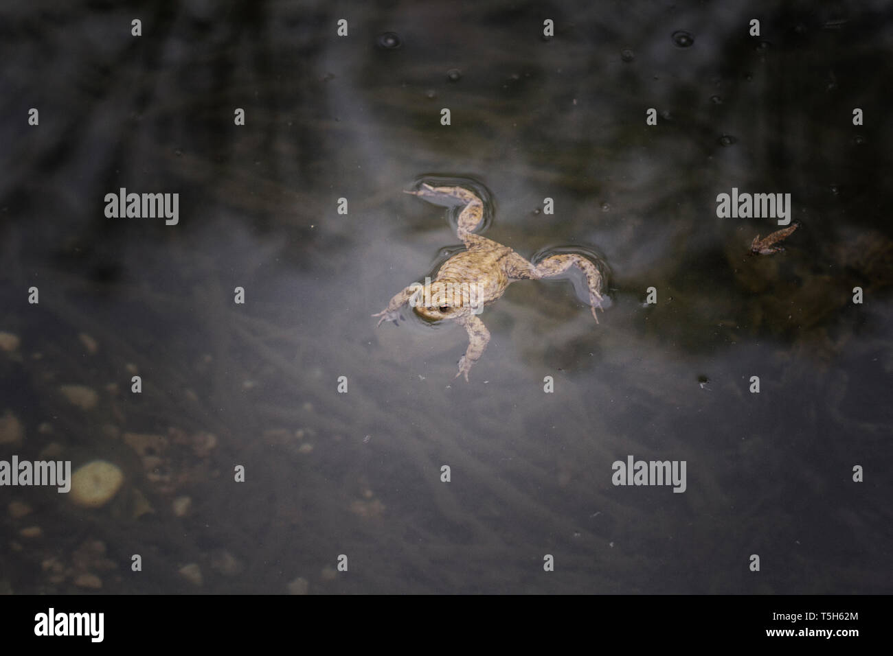 Crapaud dans l'eau d'Europe Banque D'Images