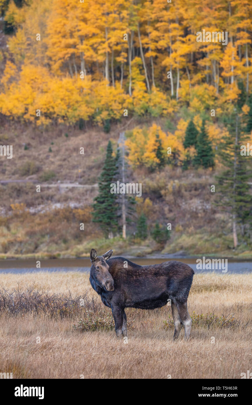 Les orignaux avec feuillage d'automne, Silver Lake, Brighton, Big Cottonwood Canyon, les montagnes Wasatch, Utah Banque D'Images Les orignaux avec feuillage d'automne, Silver Lake, Brighton, Big Cottonwood Canyon, les montagnes Wasatch, Utah Banque D'Images