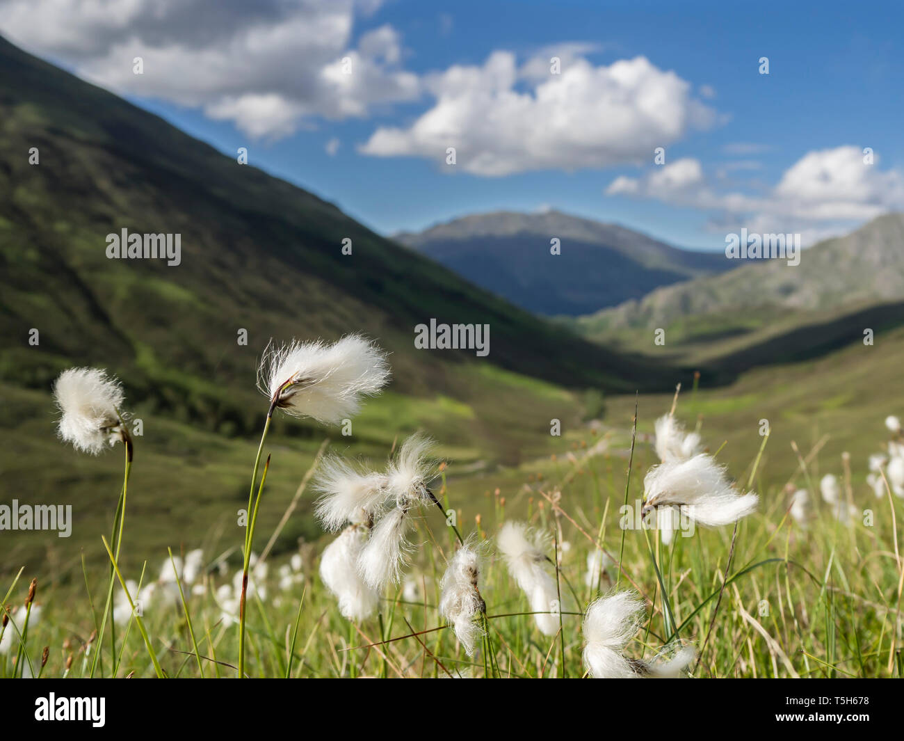 Grande Bretagne, Ecosse, Glen Shiel, Cottonsedge à gaine, Eriophorum vaginatum, seed head Banque D'Images