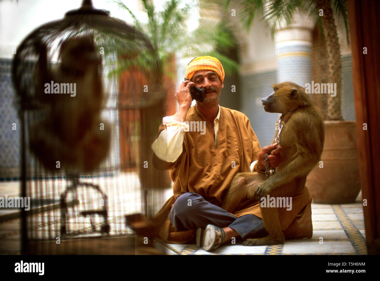 Mid-adult man sitting dans une cour avec un singe sur son genou qu'il parle au téléphone cellulaire. Banque D'Images