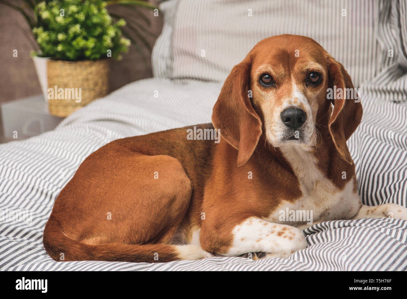 Les propriétaires de chien en lit ou canapé. Chien beagle paresseux fatigué dormir ou se réveiller. Chien confortablement installés à la recherche à l'appareil photo. Banque D'Images