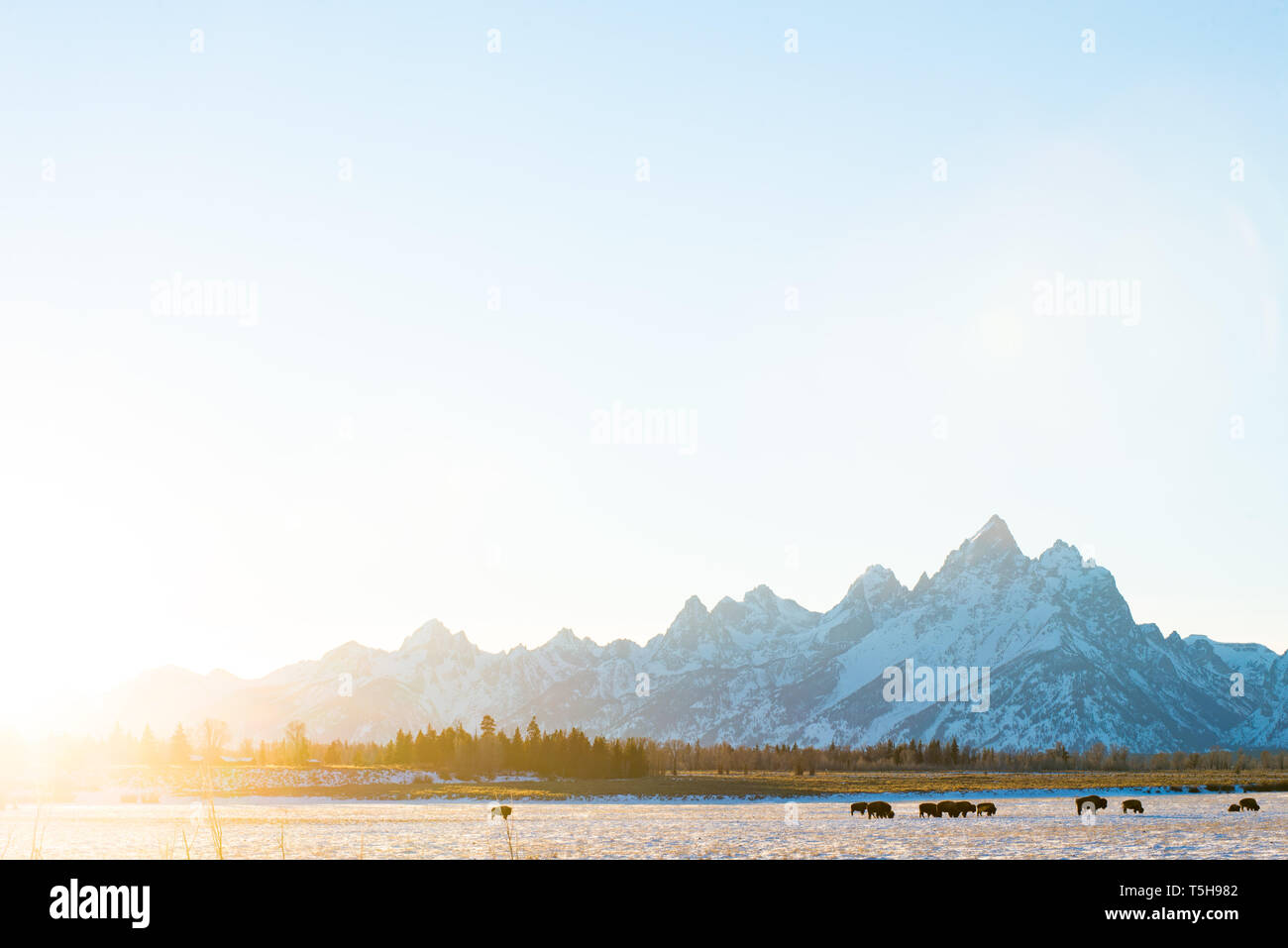 Buffalo Grazing in front of the Grand Teton, Parc National de Grand Teton, Wyoming Banque D'Images
