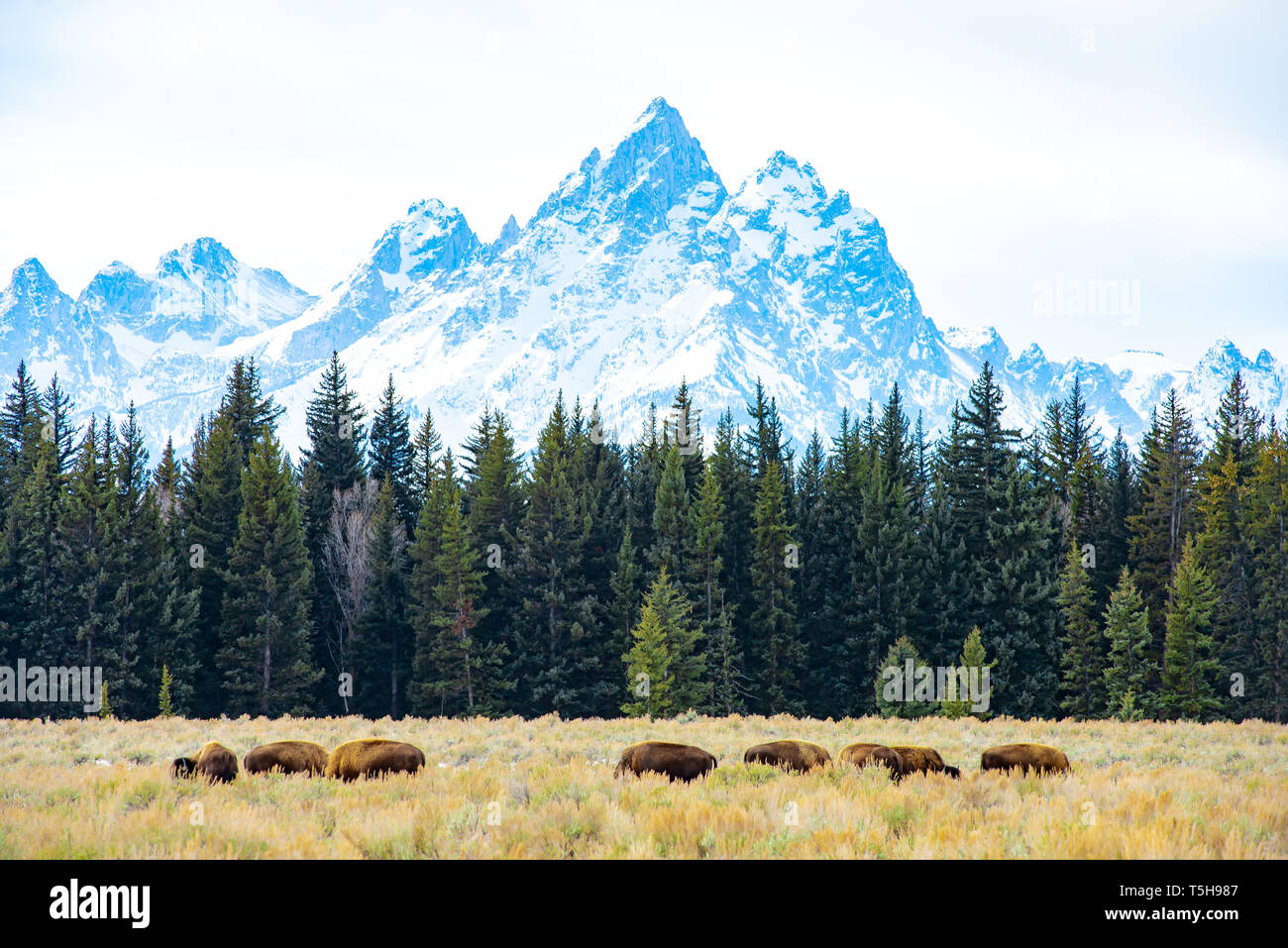 Buffalo Grazing in front of the Grand Teton, Parc National de Grand Teton, Wyoming Banque D'Images