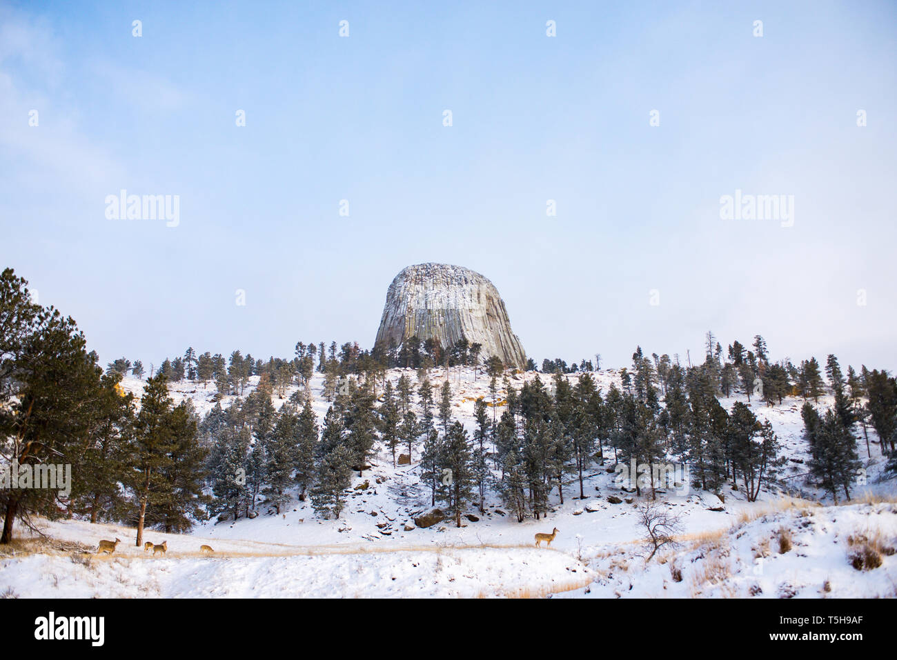 Devil's Tower en hiver, Wyoming Banque D'Images
