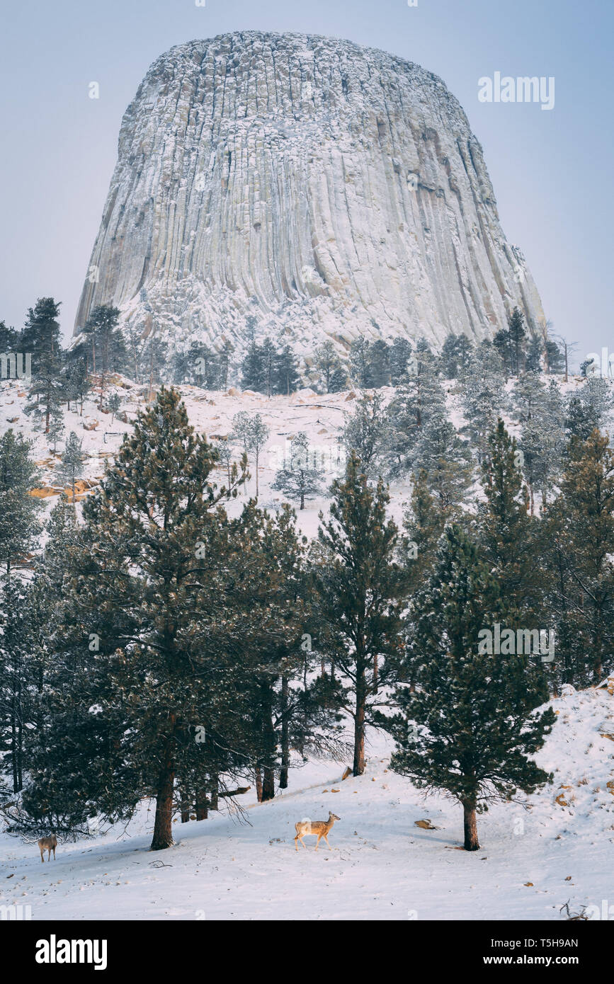 Devil's Tower en hiver, Wyoming Banque D'Images