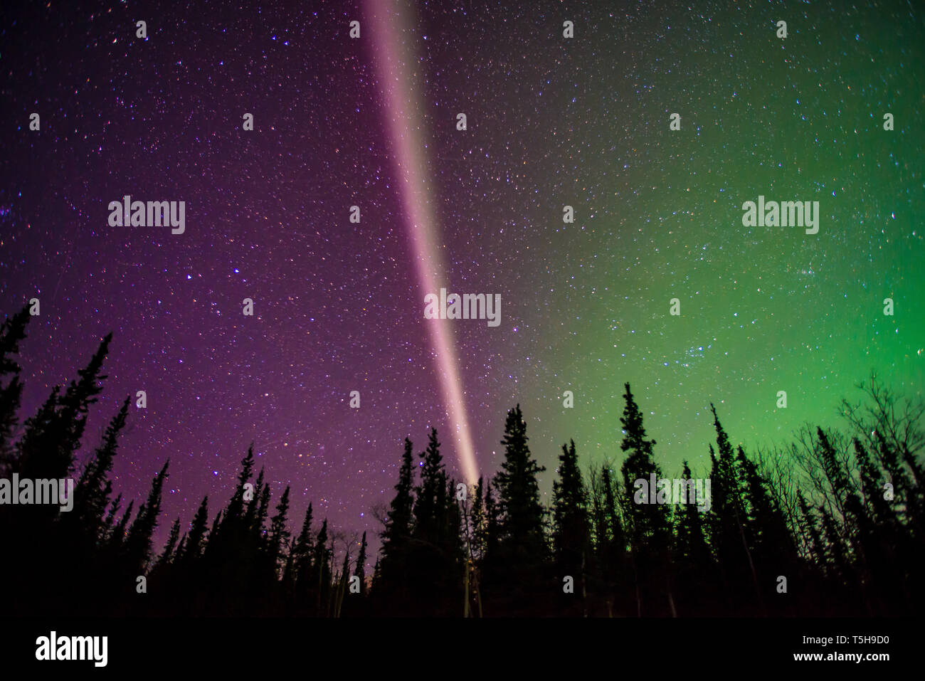Northern Lights, parc national de Denali en Alaska Banque D'Images