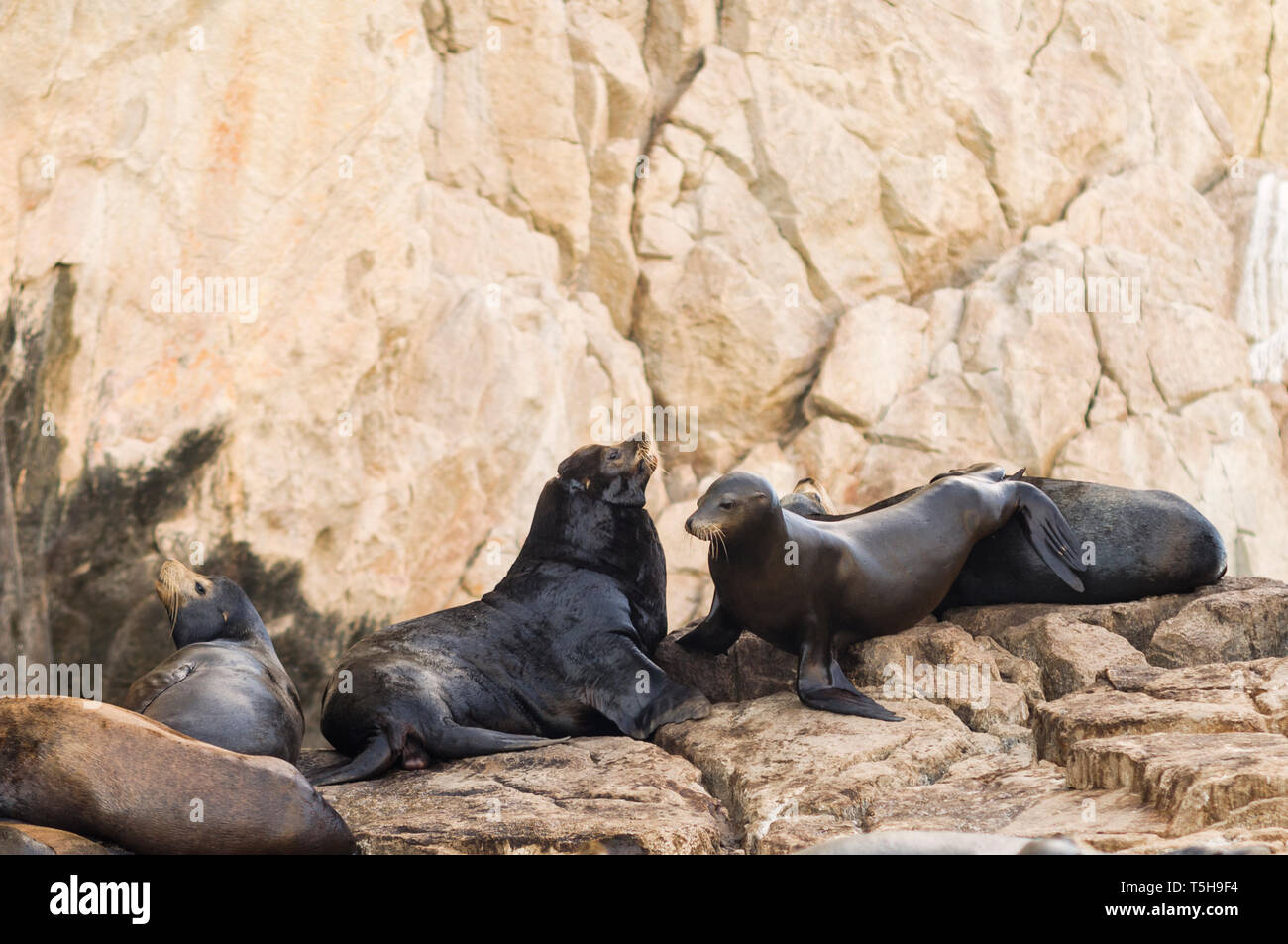 Les Lions de mer au repos. Baja California Sur, au Mexique. Banque D'Images