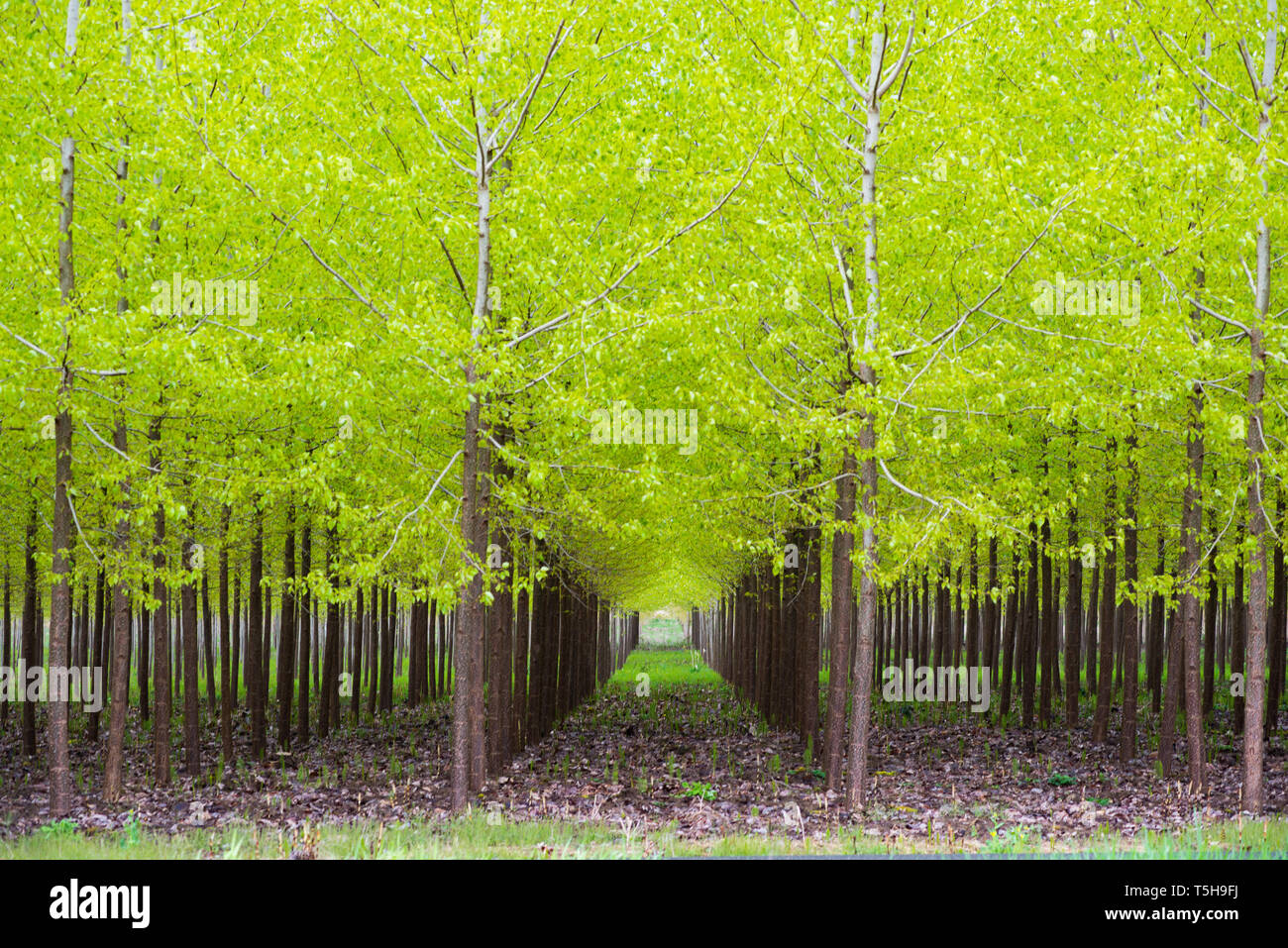Les arbres verts symétrique dans l'Oregon Banque D'Images