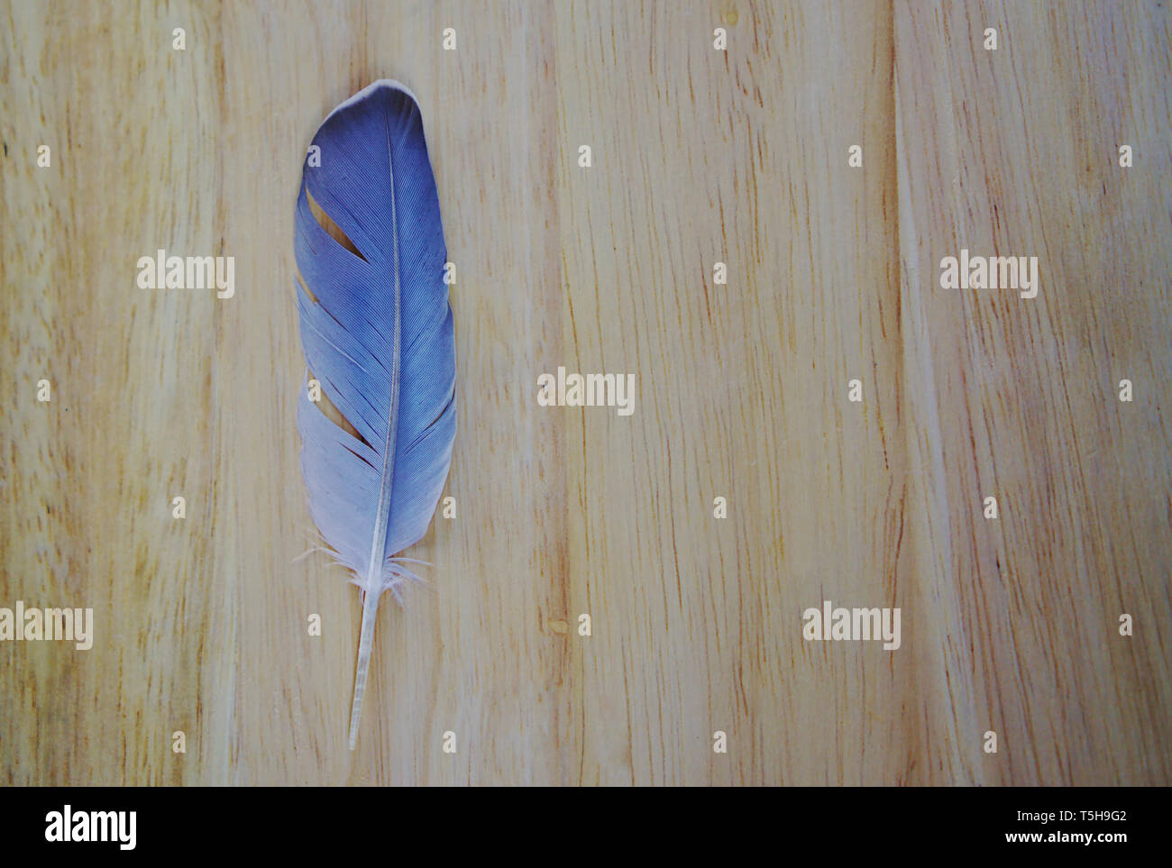 Vue rapprochée de plume d'oiseau de couleur bleue sur brown wooden board Banque D'Images