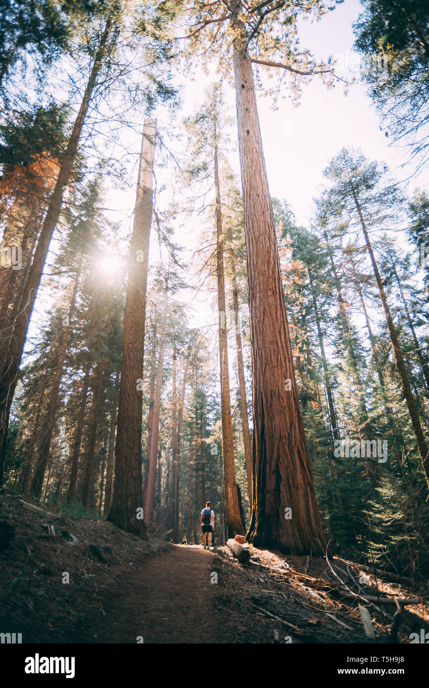 Dans des séquoias Sequoia National Park, Californie Banque D'Images