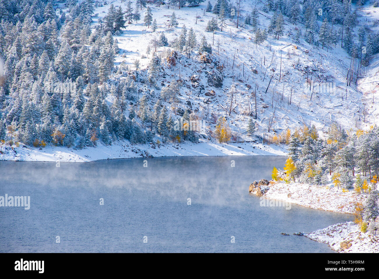 Peupliers jaune dans la neige Banque D'Images