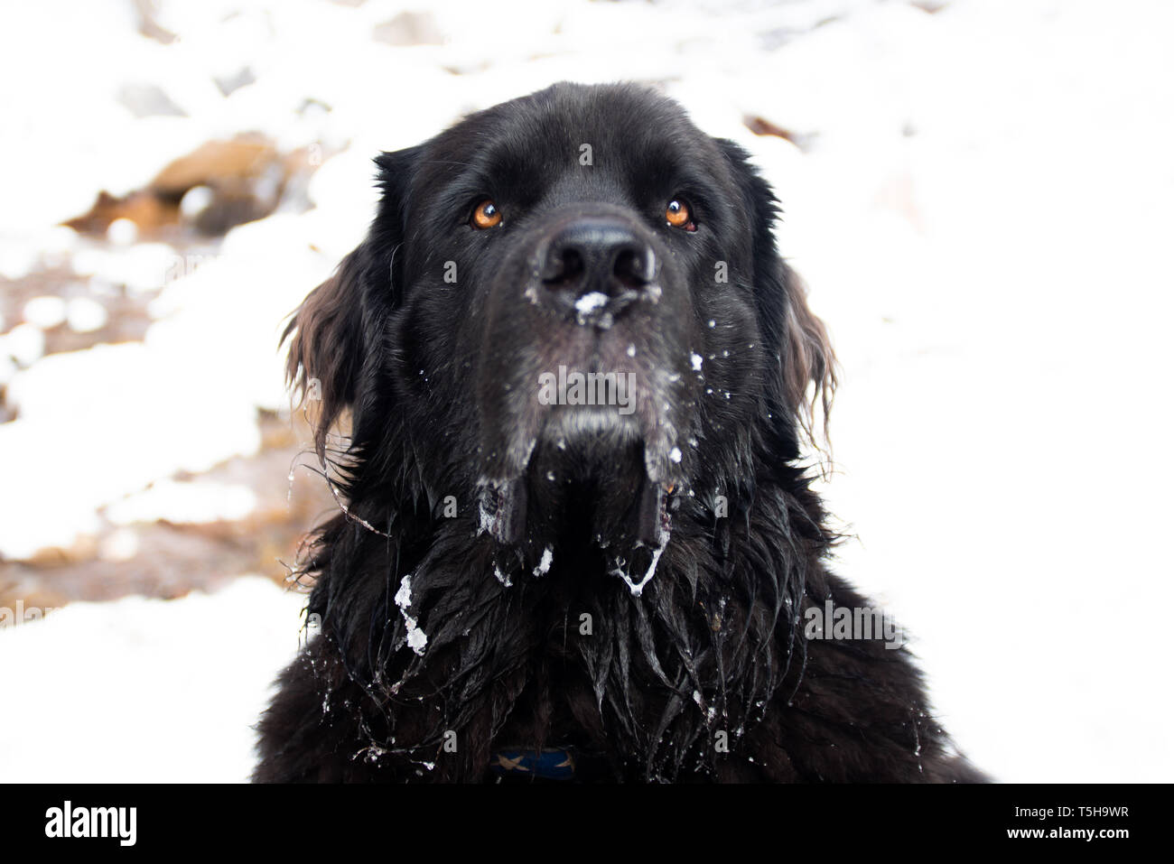 Chien de Terre-Neuve Banque D'Images