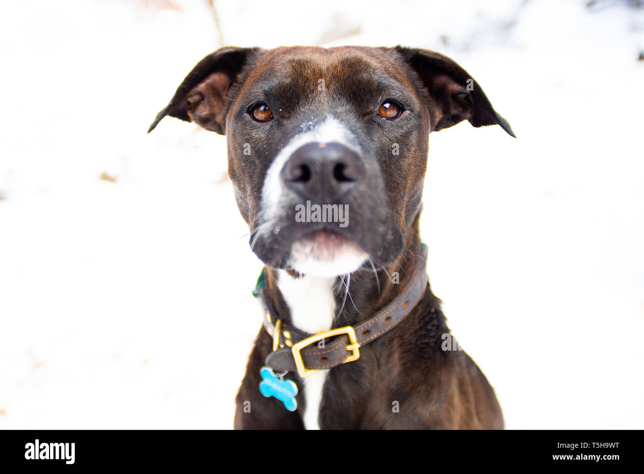 Brown Dog pendant un jour de neige au Colorado Banque D'Images