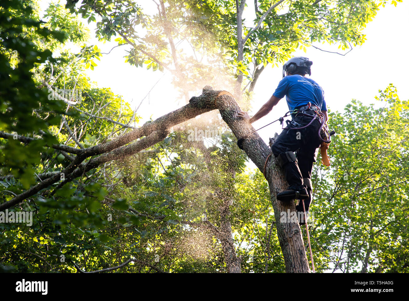 Couper l'homme arbre avec Chainsaw Banque D'Images