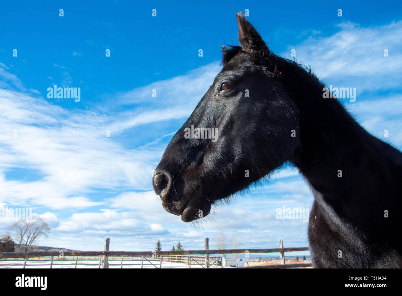 Cheval noir Banque D'Images