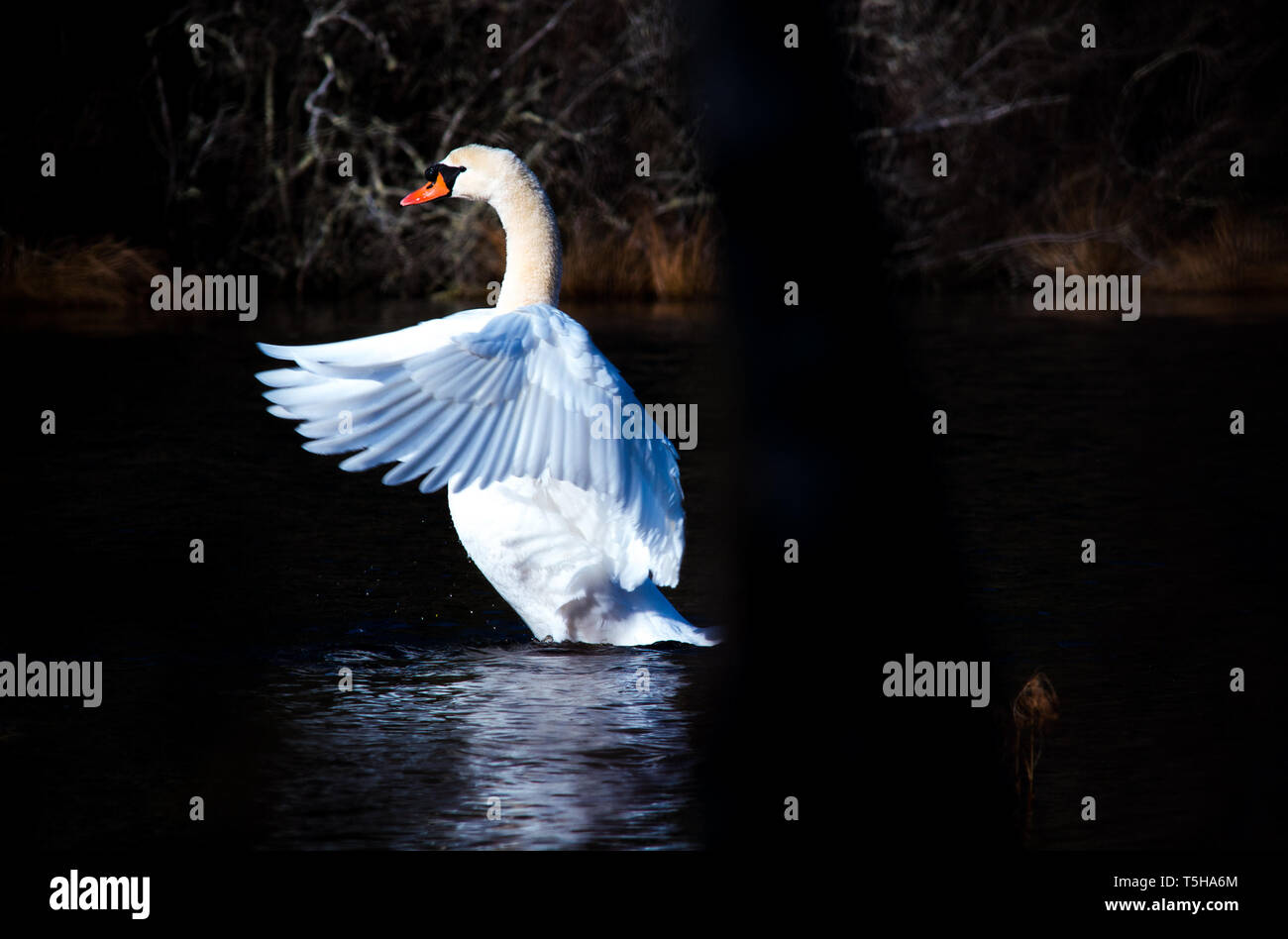 Cygne blanc sur un étang Banque D'Images