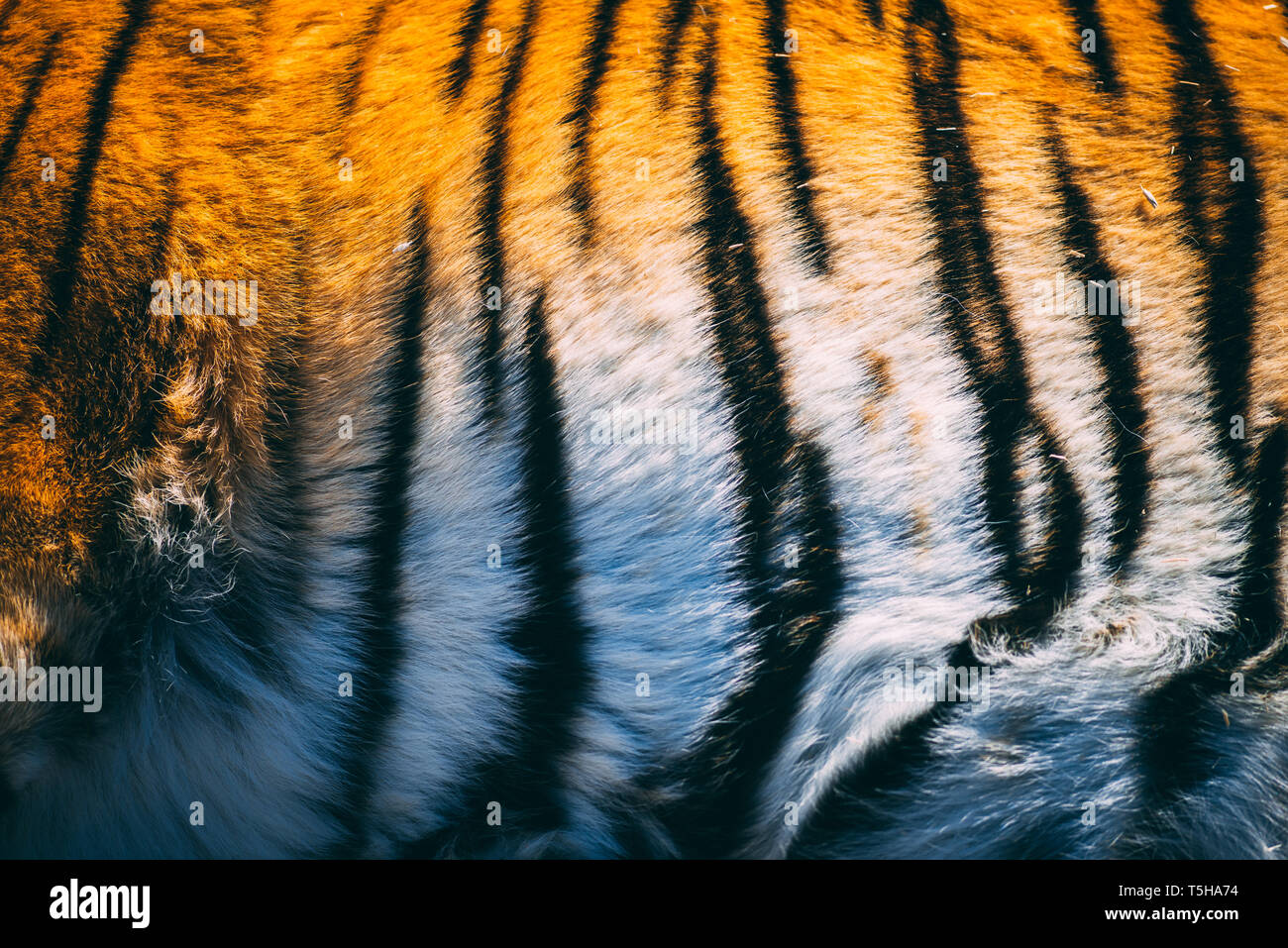 Rayures de tigre Banque D'Images