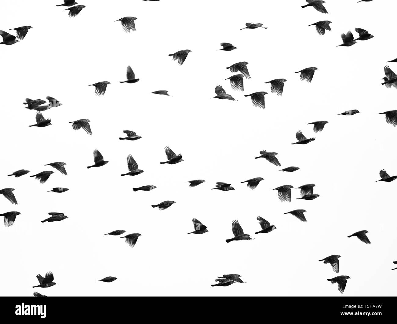 Murmuration de Starling Banque D'Images