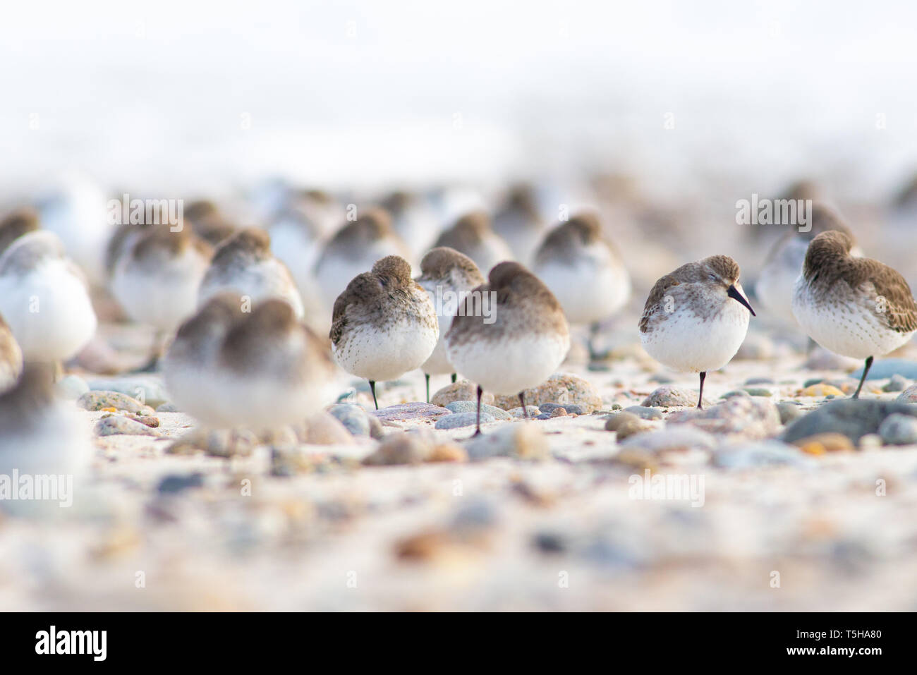 Sand pipers debout dans le vent Banque D'Images