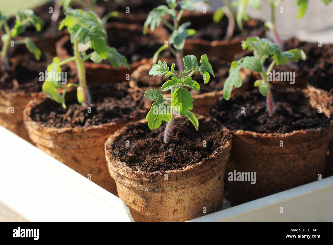 Les jeunes pousses des plantules de tomate dans le pots de tourbe. Concept de jardinage. Banque D'Images