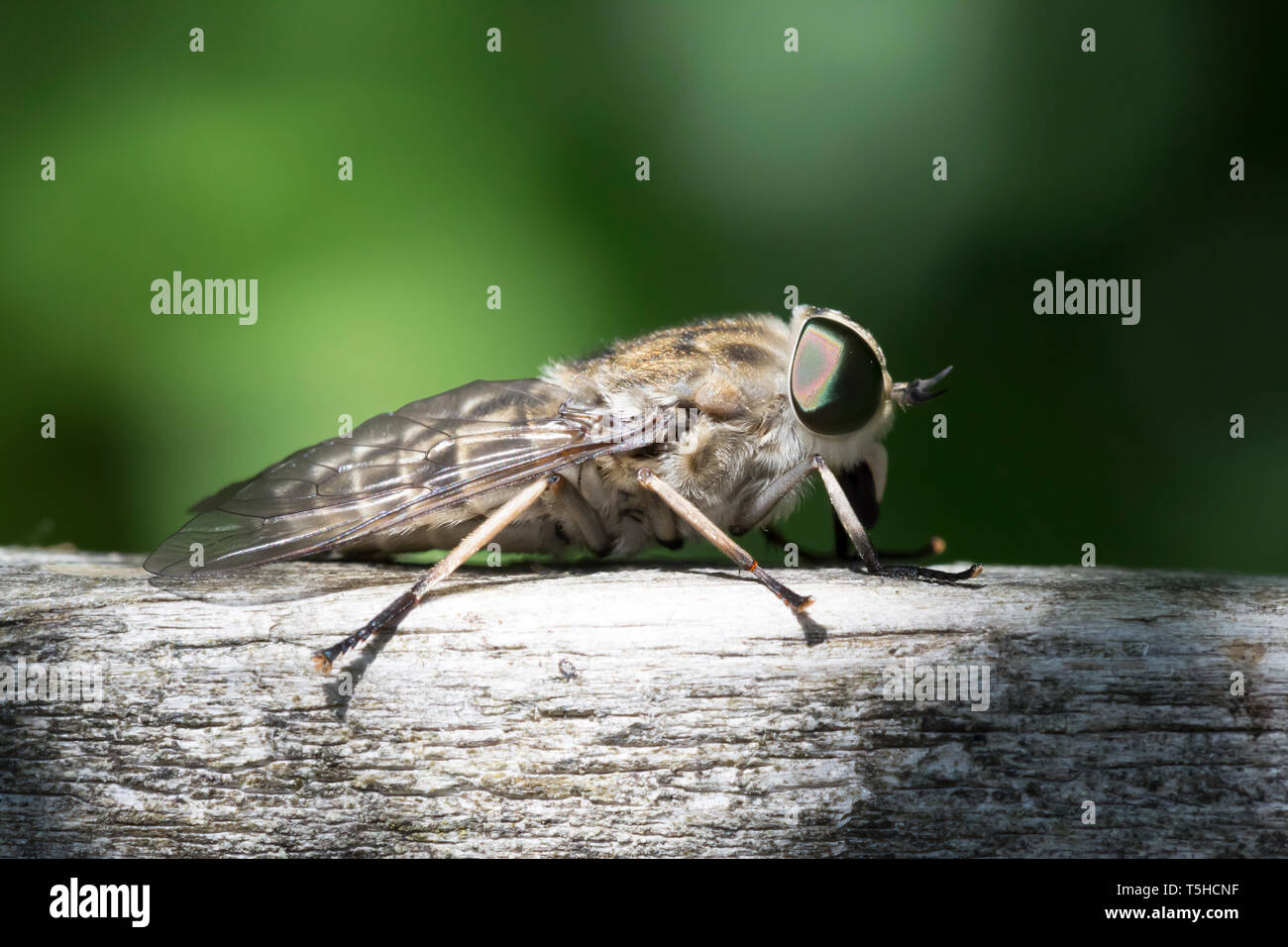 Tabanus Collection Tabanus sp Banque de photographies et d’images à haute résolution - Alamy