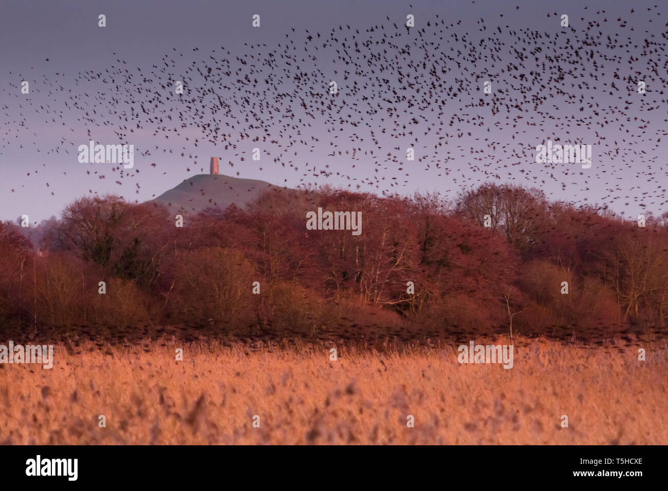 Starling Murmuration avec Tor de Glastonbury Banque D'Images
