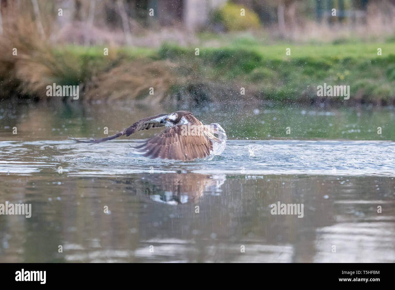 Balbuzard pêcheur (Pandion haliaetus) dans la région de Rutland, UK Banque D'Images