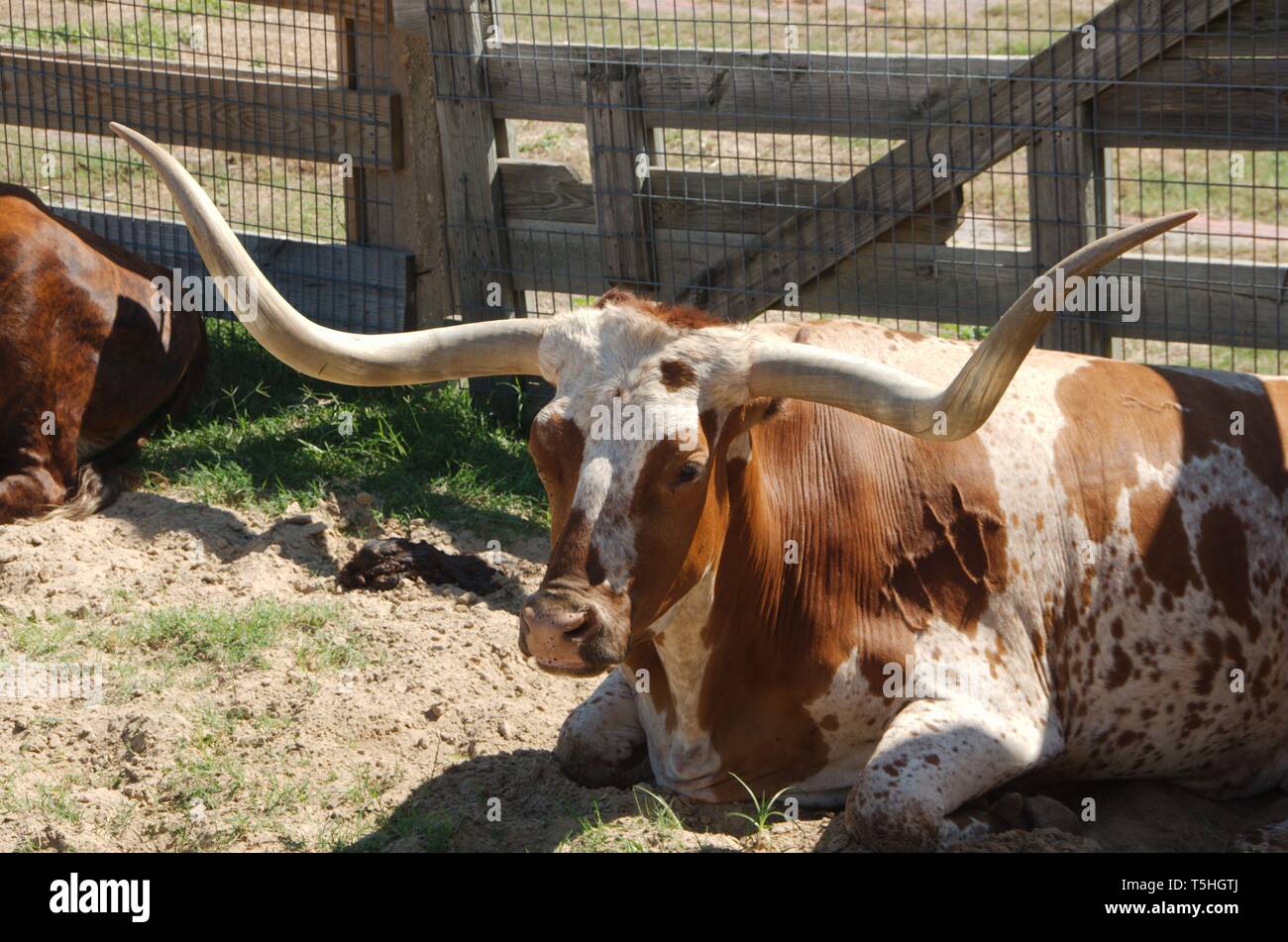 Dans le Texas Longhorn Fort Worth Stockyards. Banque D'Images