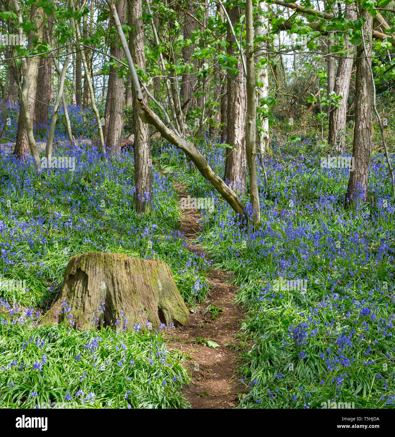 UK vue sur la forêt (format carré) la capture du tapis bleu fleurs de printemps : common bluebells (Hyacinthoides non-scripta). Banque D'Images