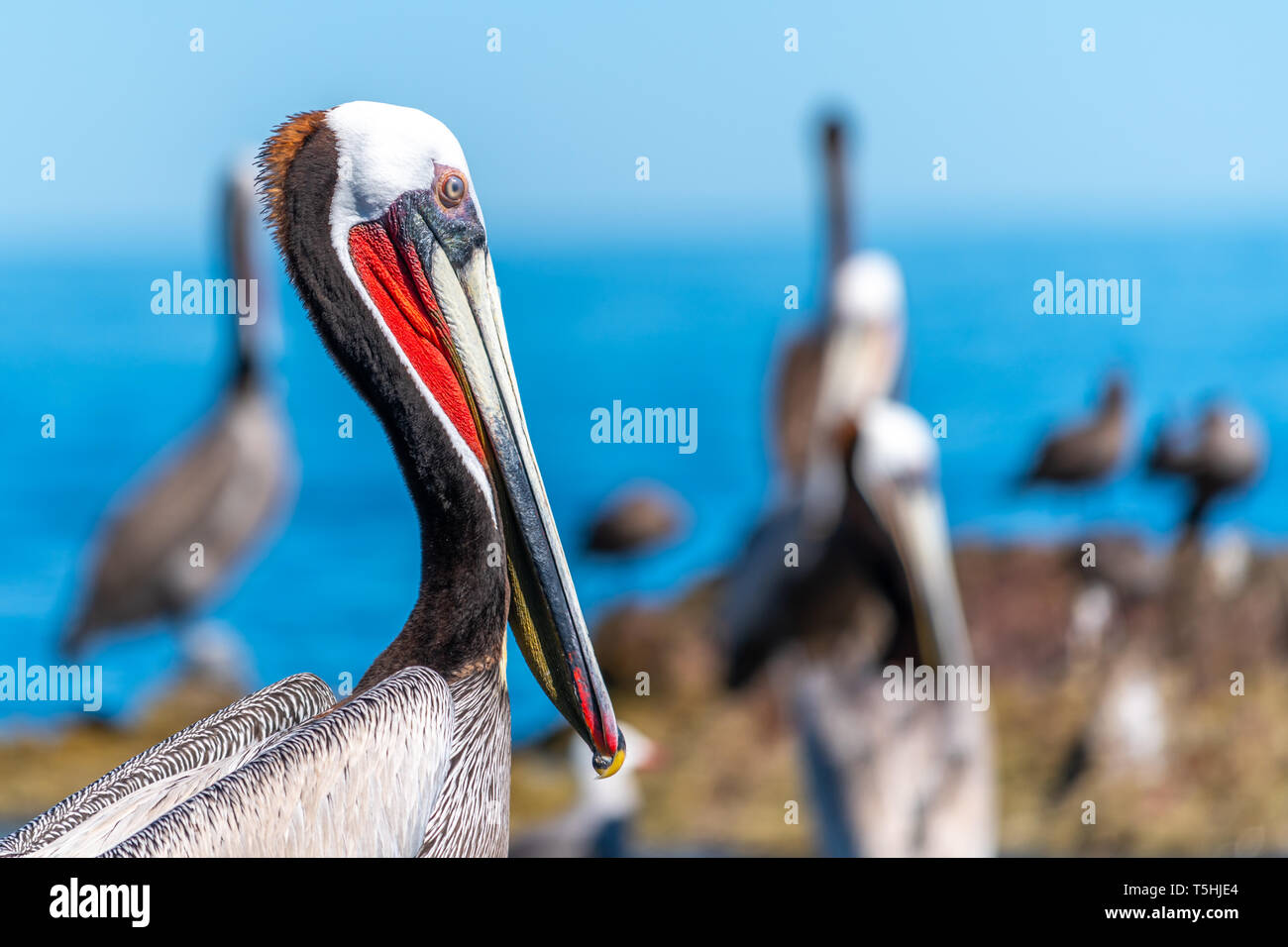 Pélican brun (Pelecanus occidentalis) sur la côte de Baja California, au Mexique. Banque D'Images