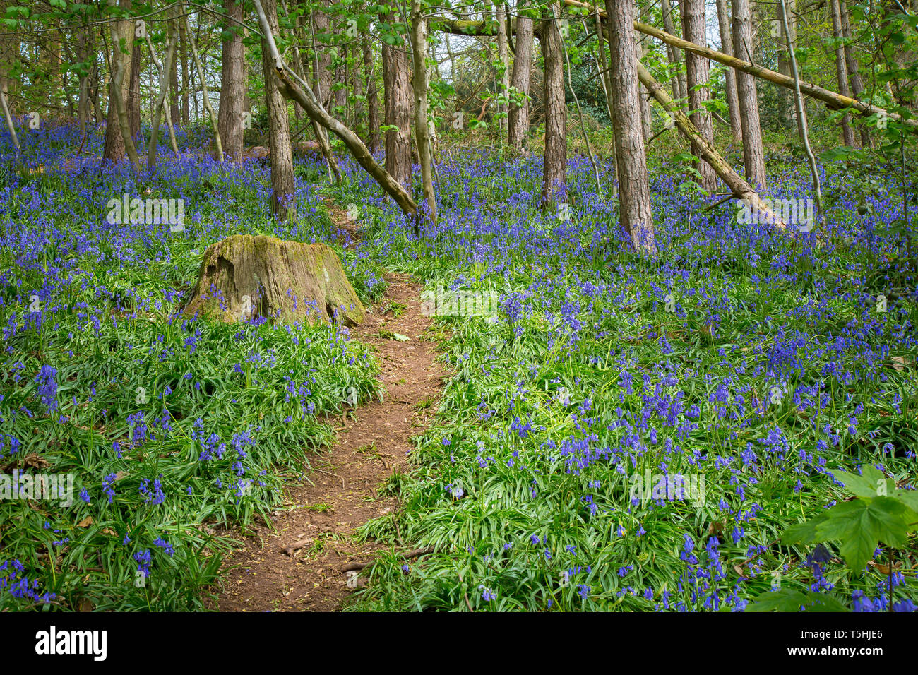 Bluebell Wood, Grande-Bretagne. Cloches anglaises communes (jacinthoides non-scripta) dans les bois naturels du Royaume-Uni. Banque D'Images
